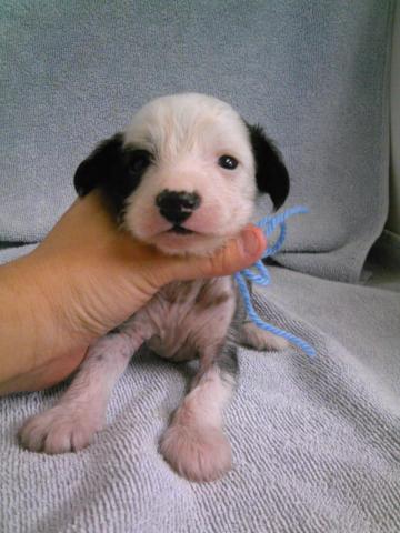 チャイニーズクレステッドドッグ