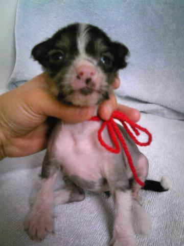 チャイニーズクレステッドドッグ