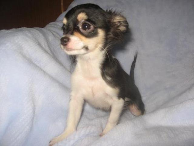 チワワ（ロングコート）