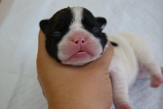 フレンチブルドッグ