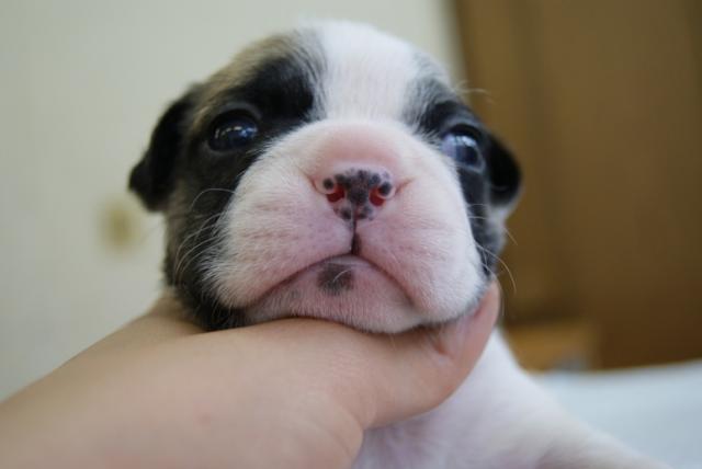 フレンチブルドッグ