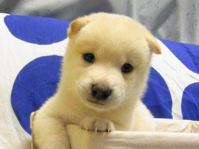 柴犬