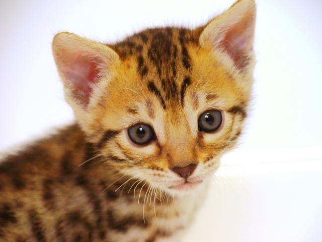 ベンガル　　ブラウン・スポット☆