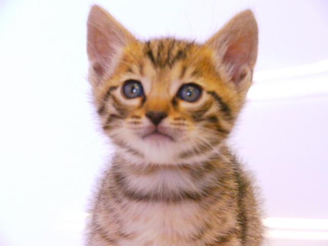 ベンガル　　ブラウン・スポット☆