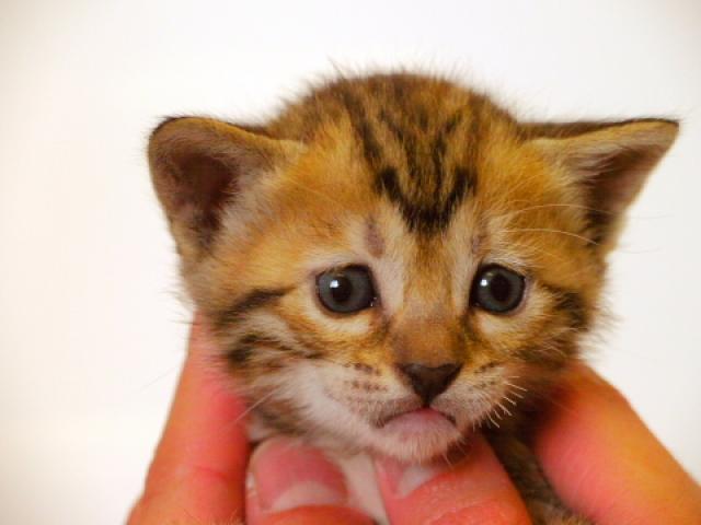 ベンガル　　ブラウン・スポット☆