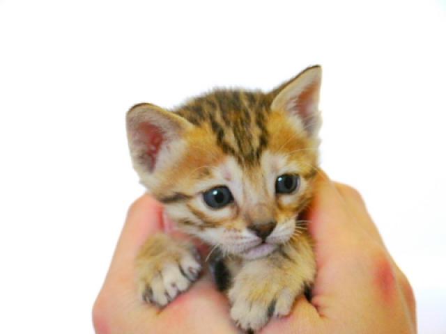 ベンガル　　ブラウン・スポット☆