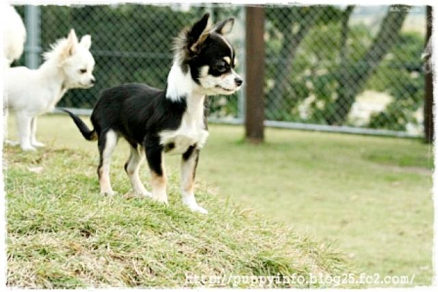 チワワ（ロングコート）