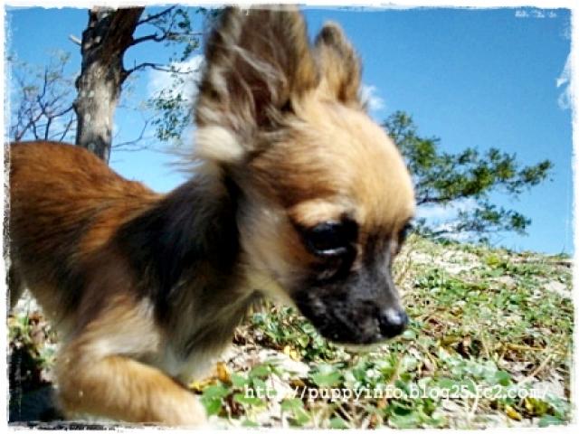 チワワ（ロングコート）