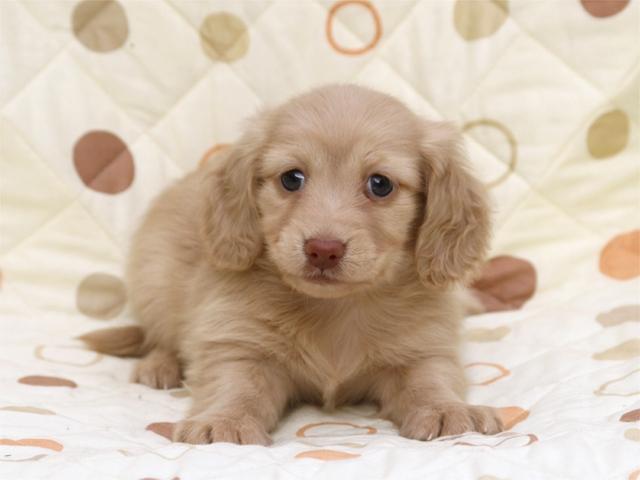 ミニチュアダックスフンドクリーム