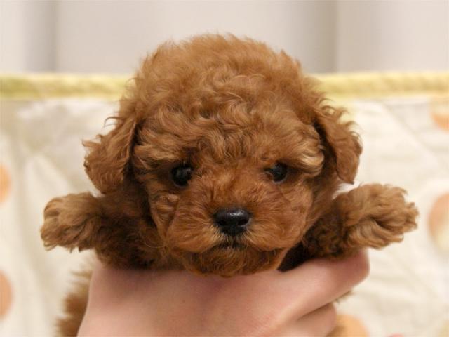トイプードル
