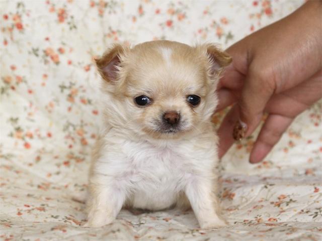 チワワ(ロングコート)