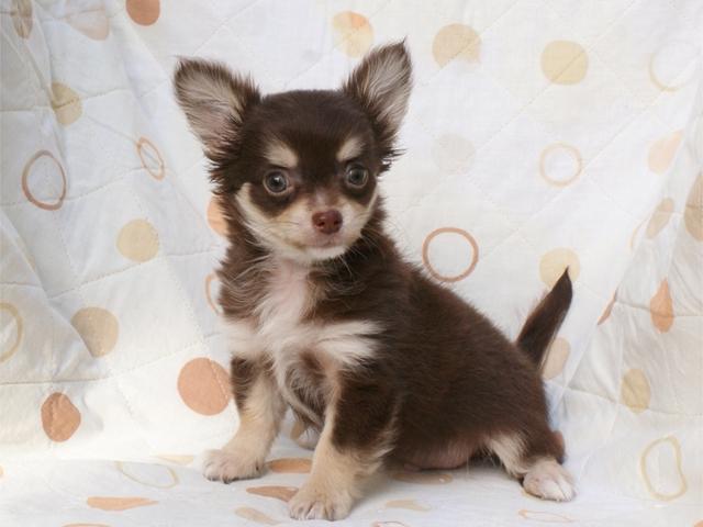 チワワ（ロングコート）