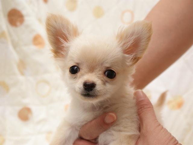 チワワ（ロングコート）