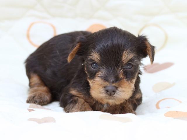 ヨークシャーテリア