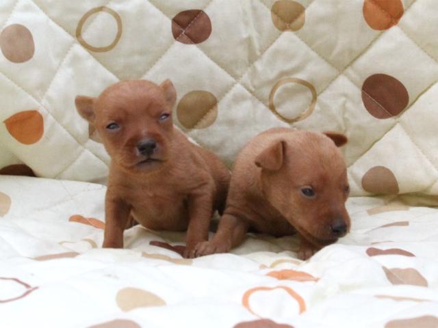 ミニチュアピンシャー