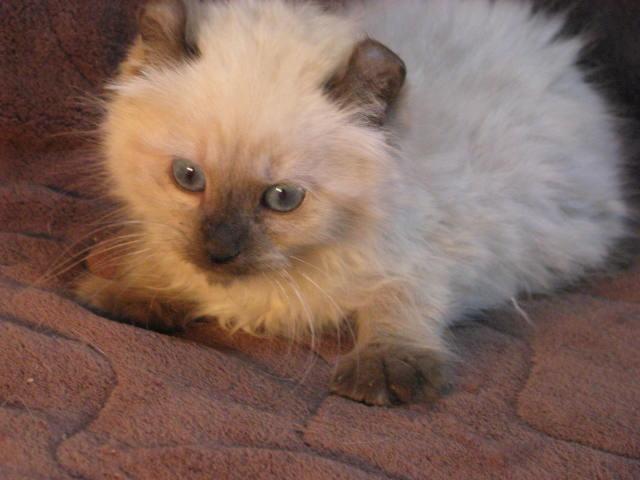 アメリカンカール