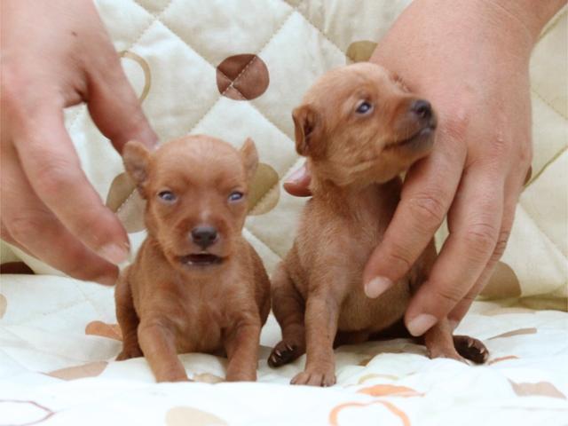 ミニチュアピンシャー