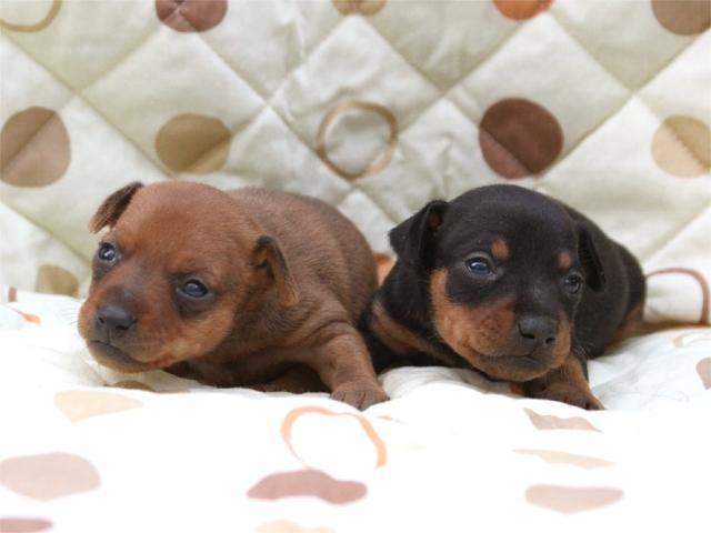 ミニチュアピンシャー