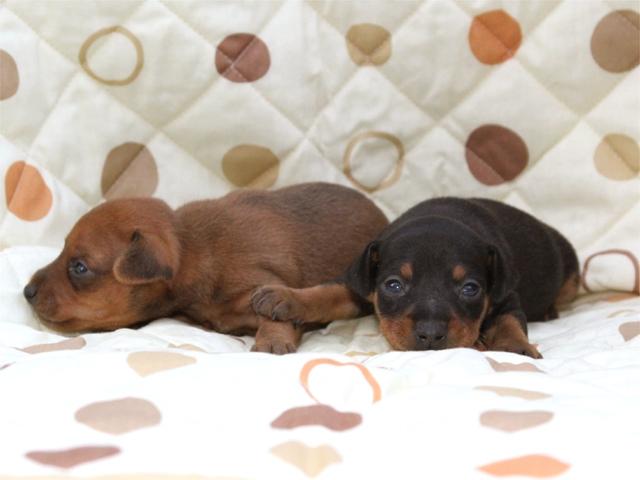 ミニチュアピンシャー