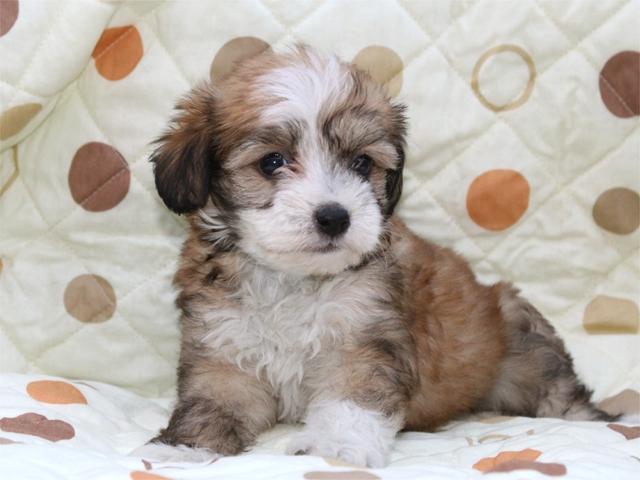 チャイニーズクレステッドドッグ