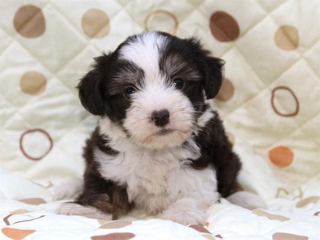 チャイニーズクレステッドドッグ