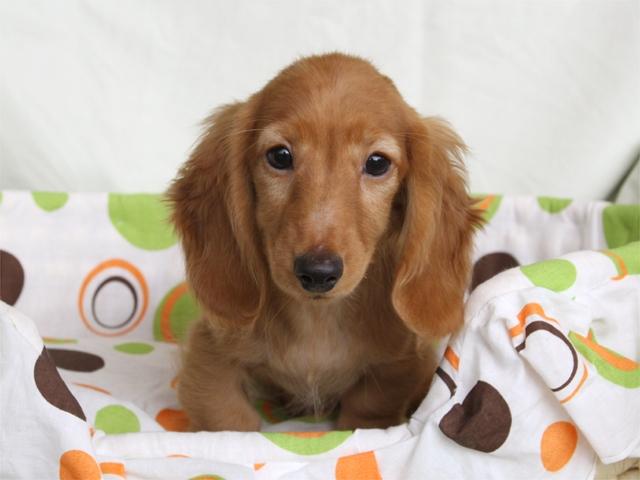 ミニチュアダックスフンド