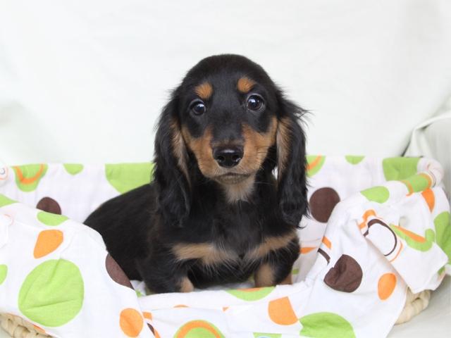 ミニチュアダックスフンド