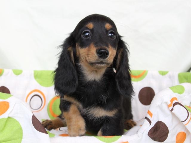 ミニチュアダックスフンド