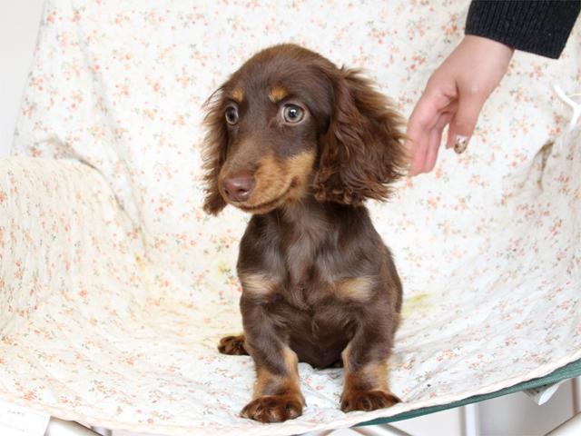 ミニチュアダックスフンド