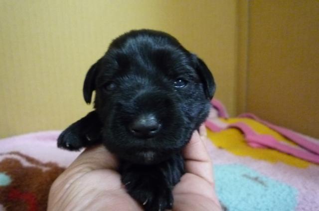 ミニチュアシュナウザー