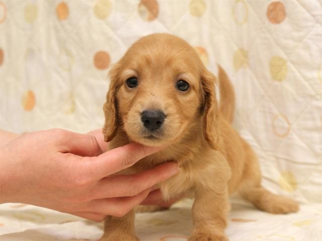 ミニチュアダックスフンド