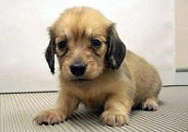 ミニチュアダックスフンド