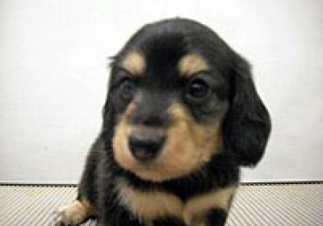 ミニチュアダックスフンド