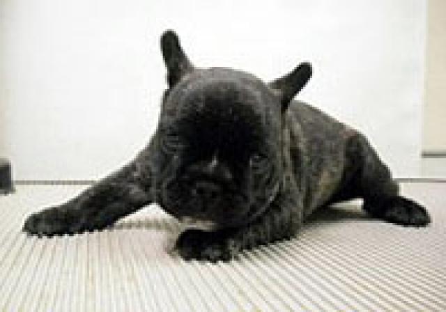 フレンチブルドッグ