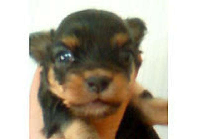 チワワ(ロングコート)