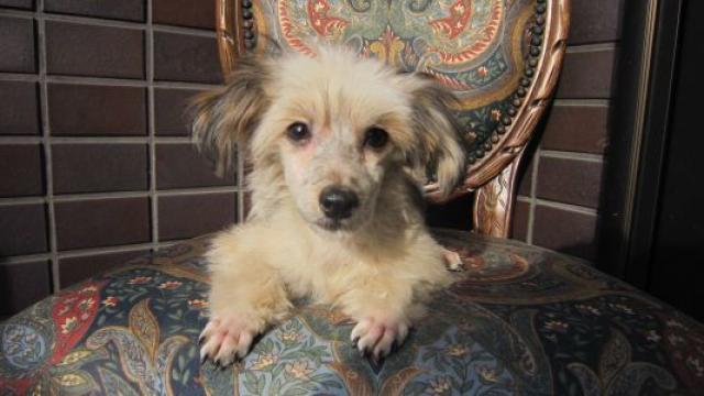 チャイニーズクレステッドドッグ