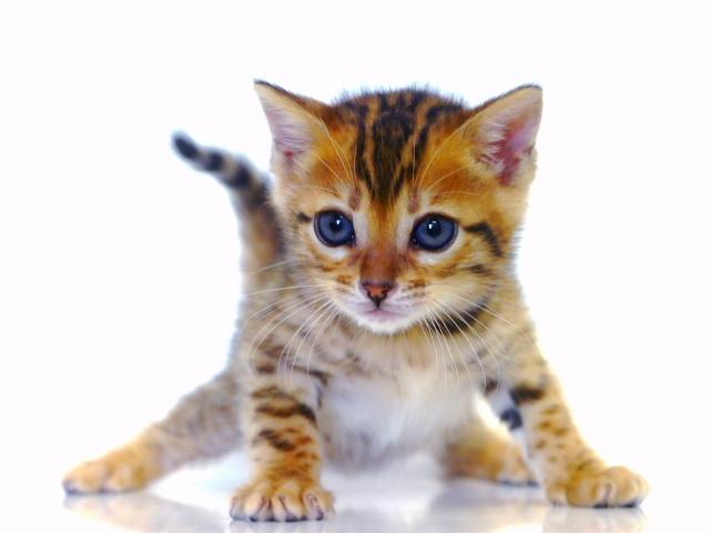 ベンガル ブラウン・スポット☆