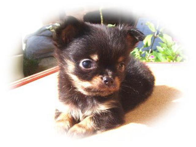 チワワ(ロングコート)