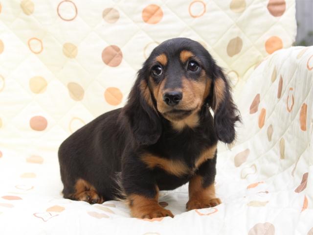 ミニチュアダックスフンド