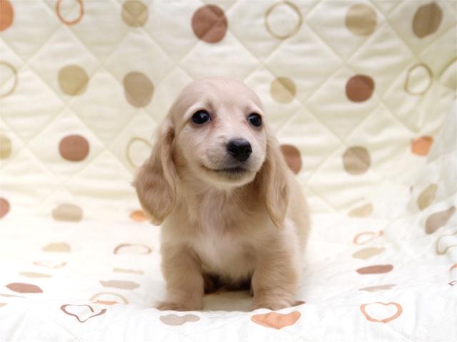 ミニチュアダックスフンドピュアクリーム