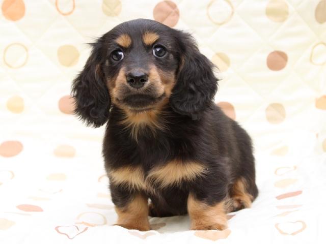 ミニチュアダックスフンドブラック・タン