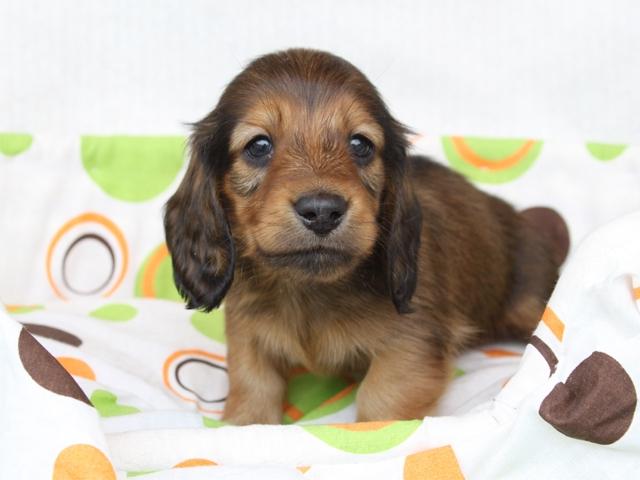 ミニチュアダックスフンド