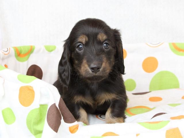 ミニチュアダックスフンド