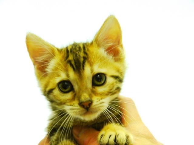 ベンガル ブラウン・マーブル☆