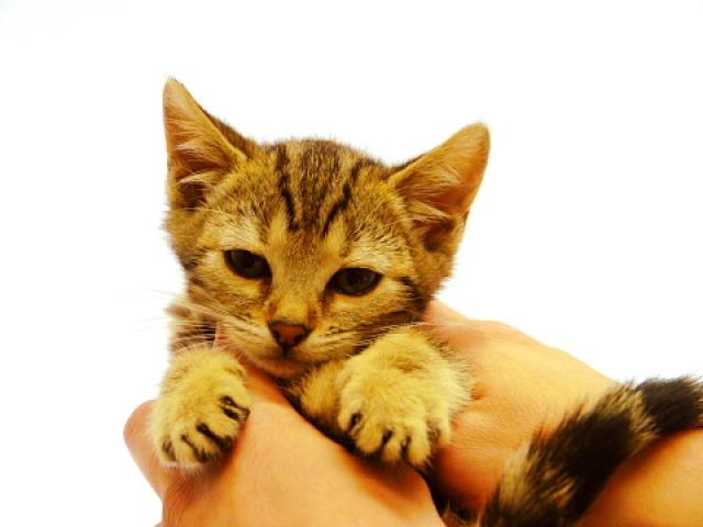 ベンガル ブラウン・マーブル☆