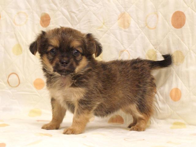 チワワ（ロングコート）