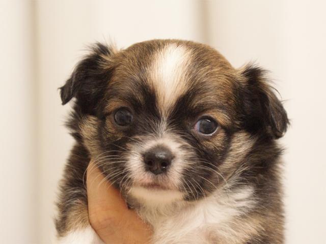 チワワ（ロングコート）