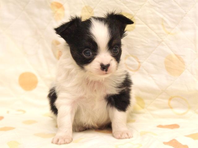 チワワ(ロングコート)