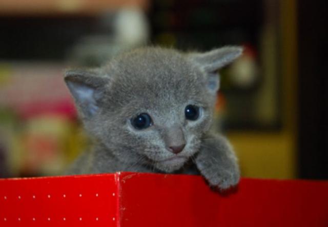 ロシアンブルー