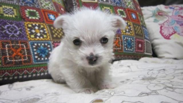 ウエストハイランドホワイトテリア